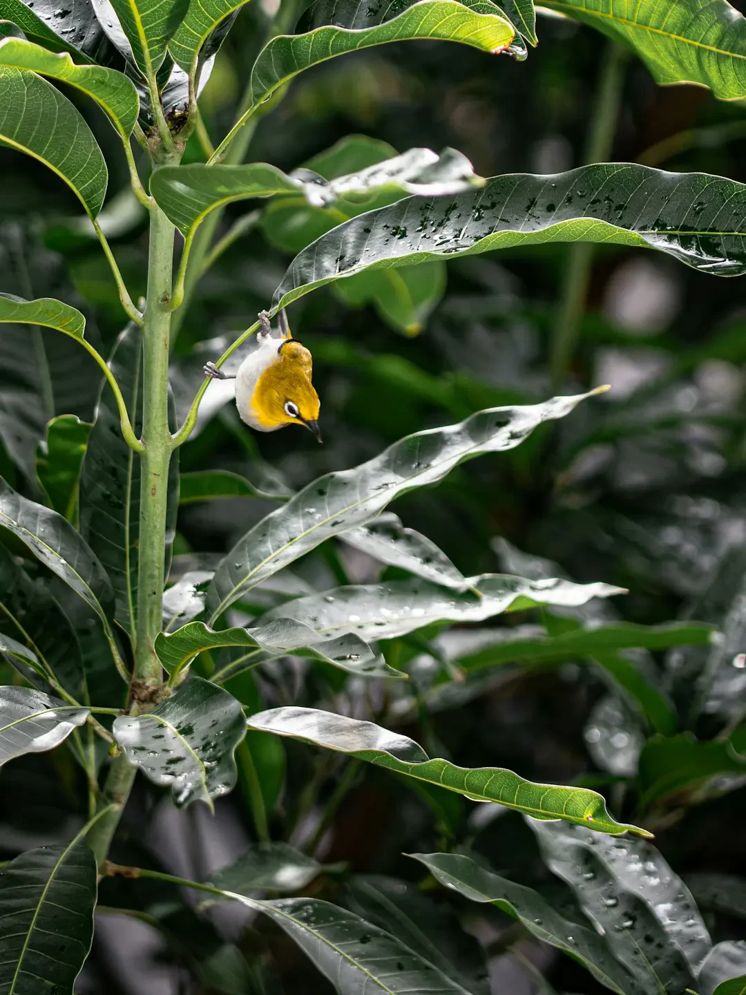 Ý nghĩa tượng trưng của Ceylon gooseberry