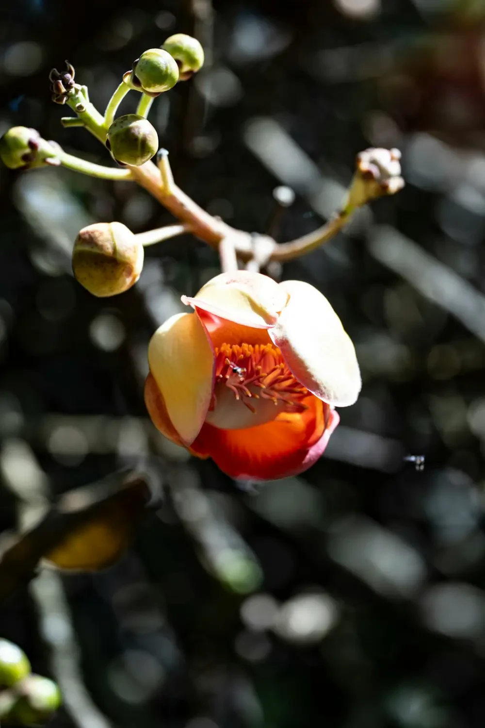 Nước ép Ceylon gooseberry