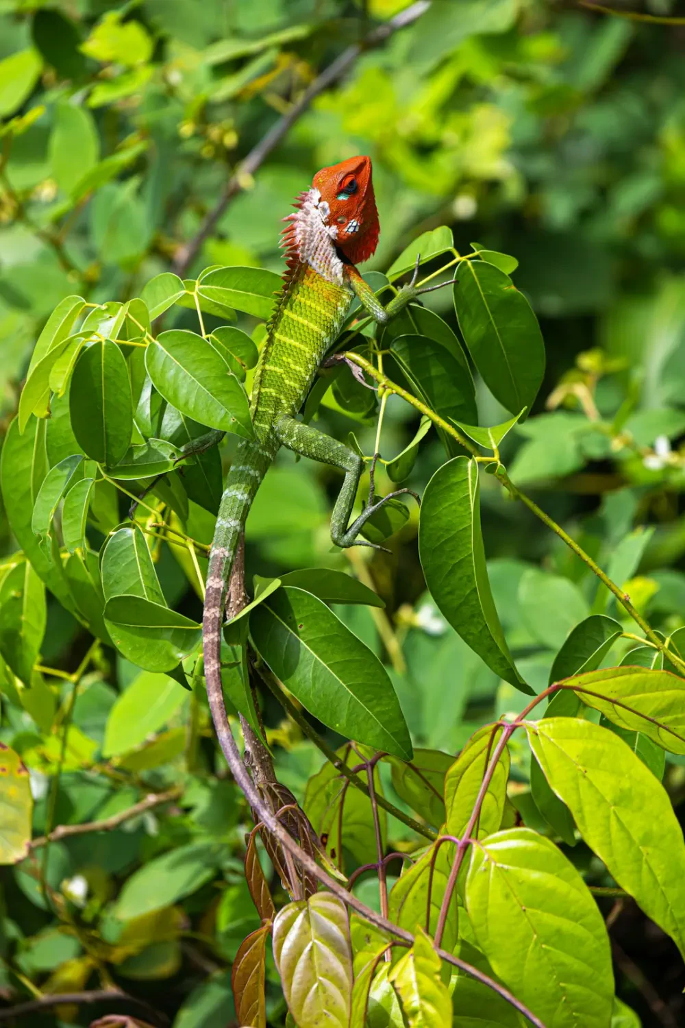 Ceylon gooseberry trong món tráng miệng