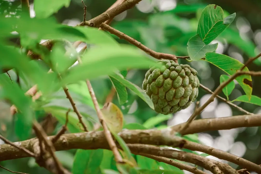 Cherimoya – Nguồn Gốc, Dinh Dưỡng, Lợi Ích & Ứng Dụng