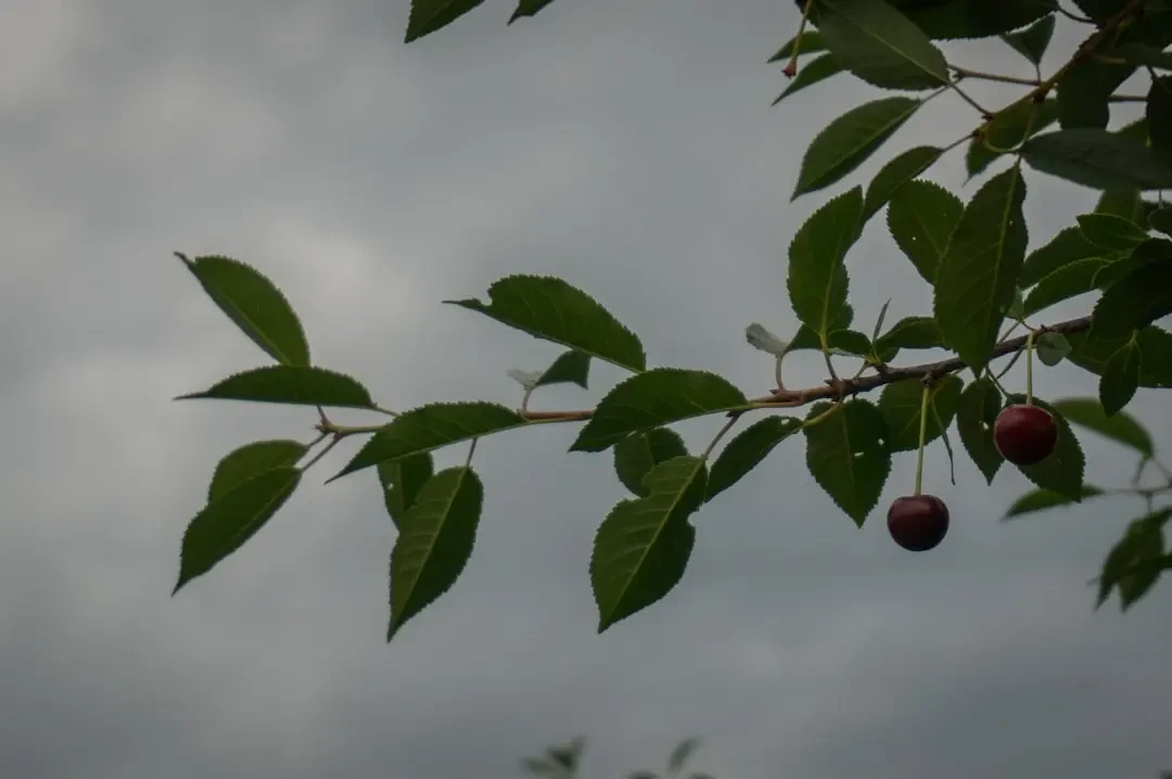 Trái Cherokee Plum tươi ngon