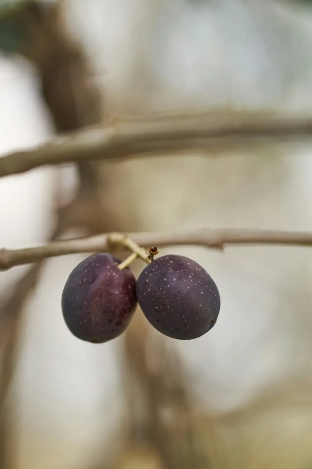 Món ăn chế biến từ Cherokee Plum