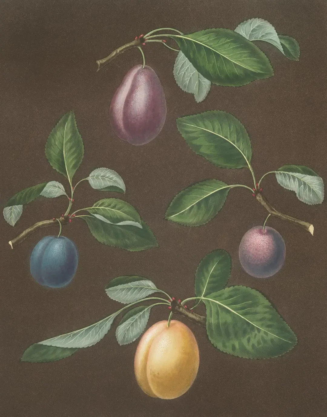 Giỏ trái cây tươi có Cherokee Plum