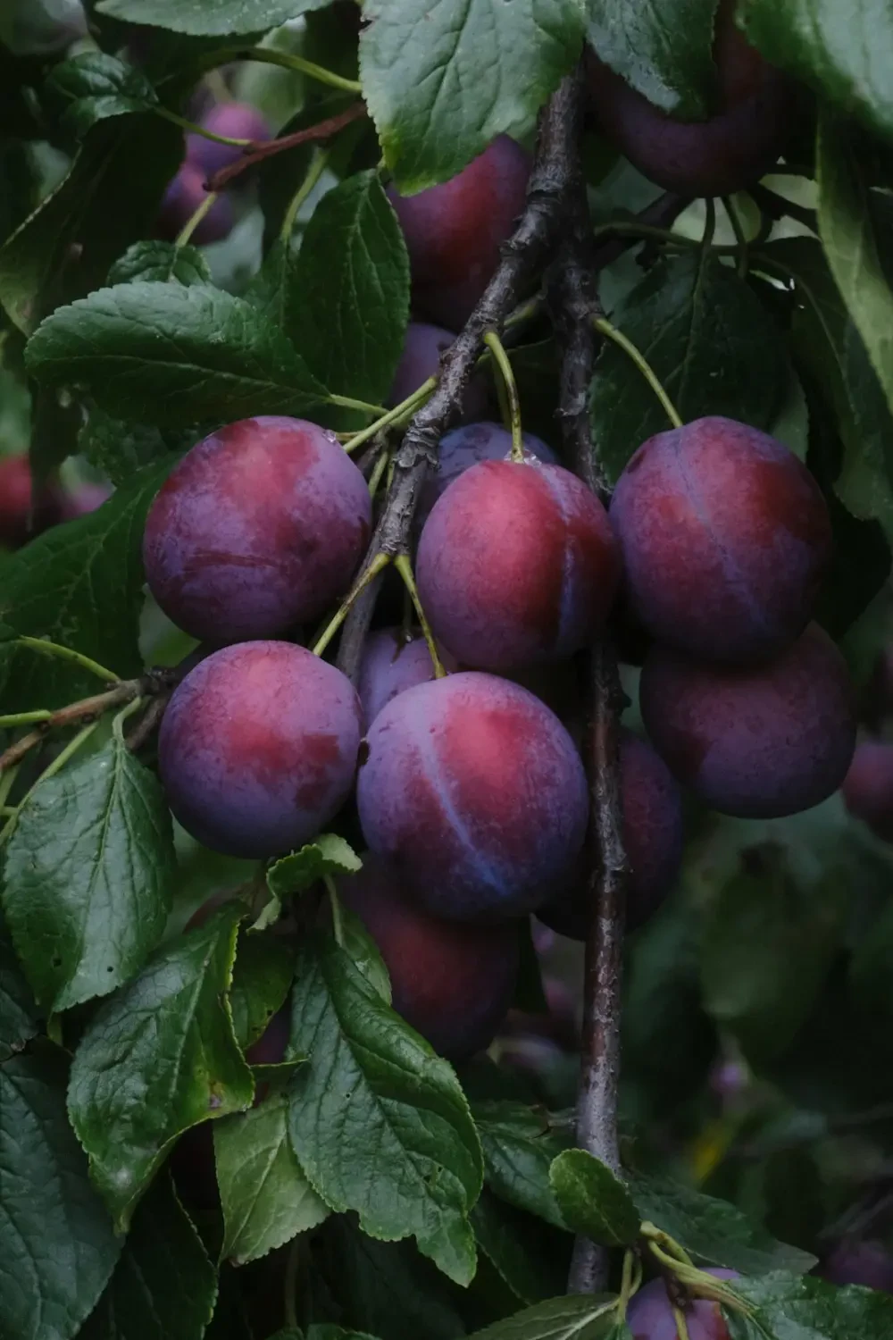 Cận cảnh trái Cherokee Plum mọng nước