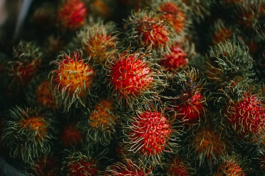 Chôm chôm – Nguồn Gốc, Dinh Dưỡng, Lợi Ích & Ứng Dụng