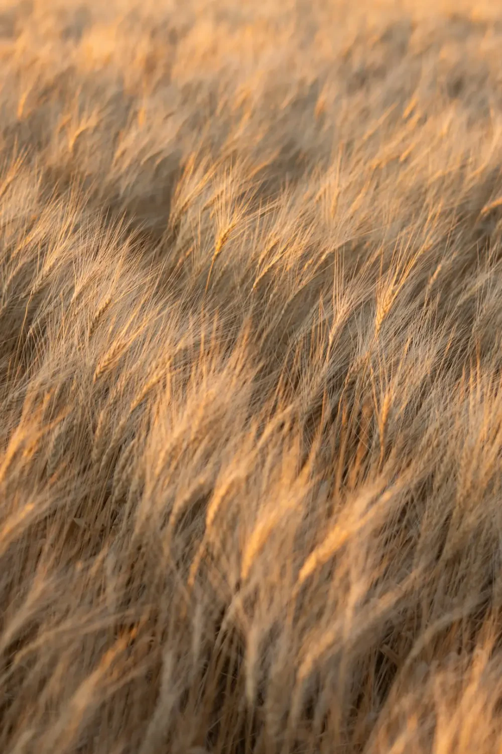 Nguồn gốc và đặc điểm Chôm chôm rừng