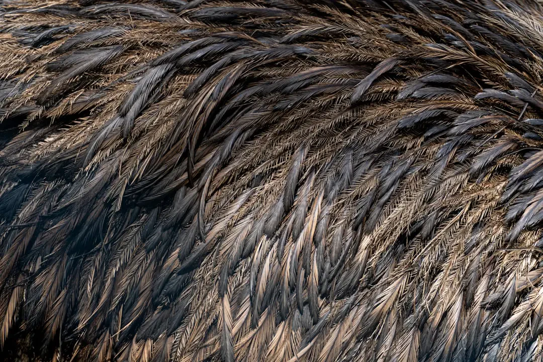 Cách chọn và bảo quản Chôm chôm rừng