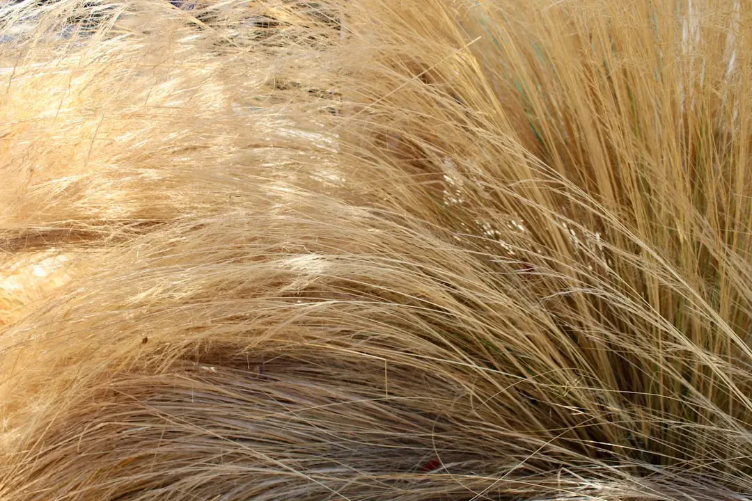 Giá và địa chỉ mua Chôm chôm rừng