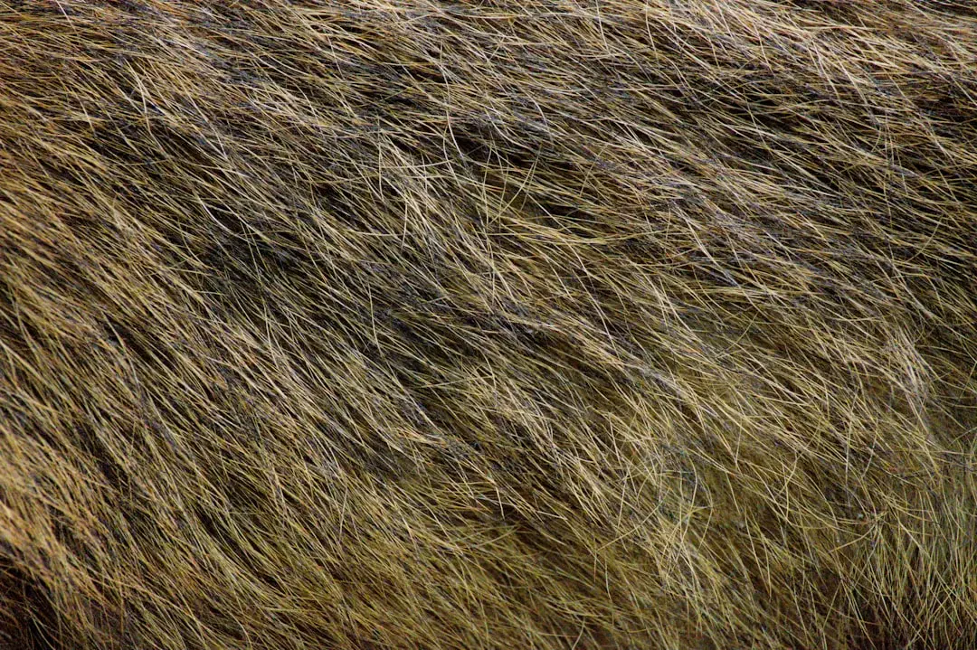 Cận cảnh Chôm chôm rừng