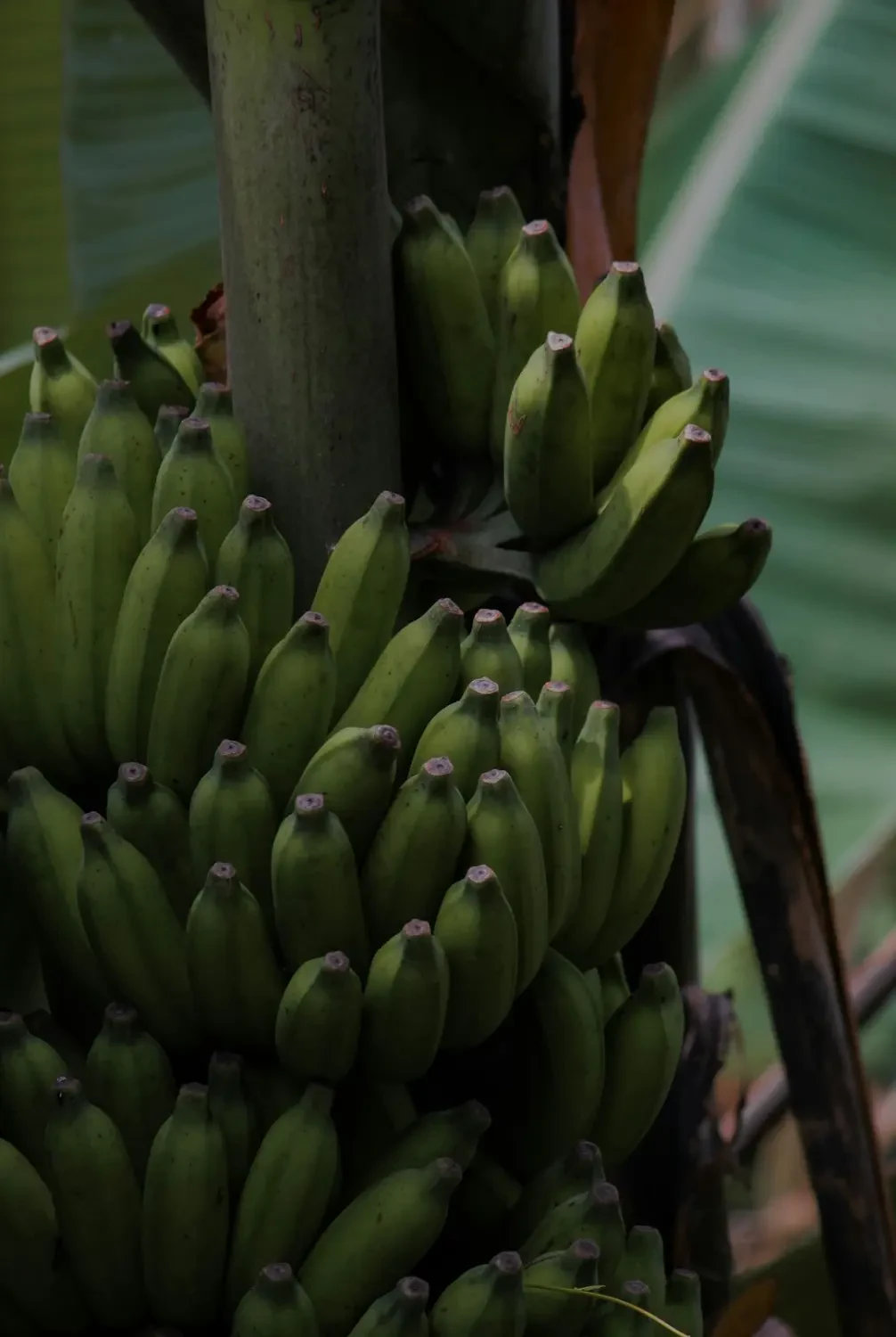 Chuối tiêu – Nguồn Gốc, Dinh Dưỡng, Lợi Ích & Ứng Dụng