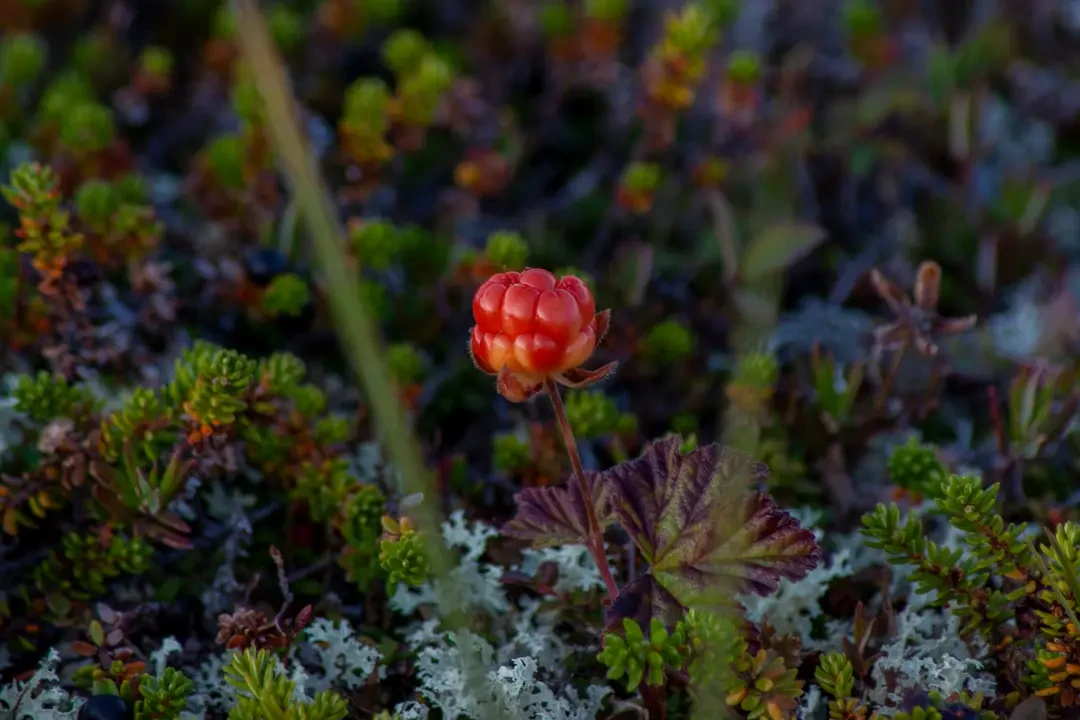 Cloudberry trong cửa hàng