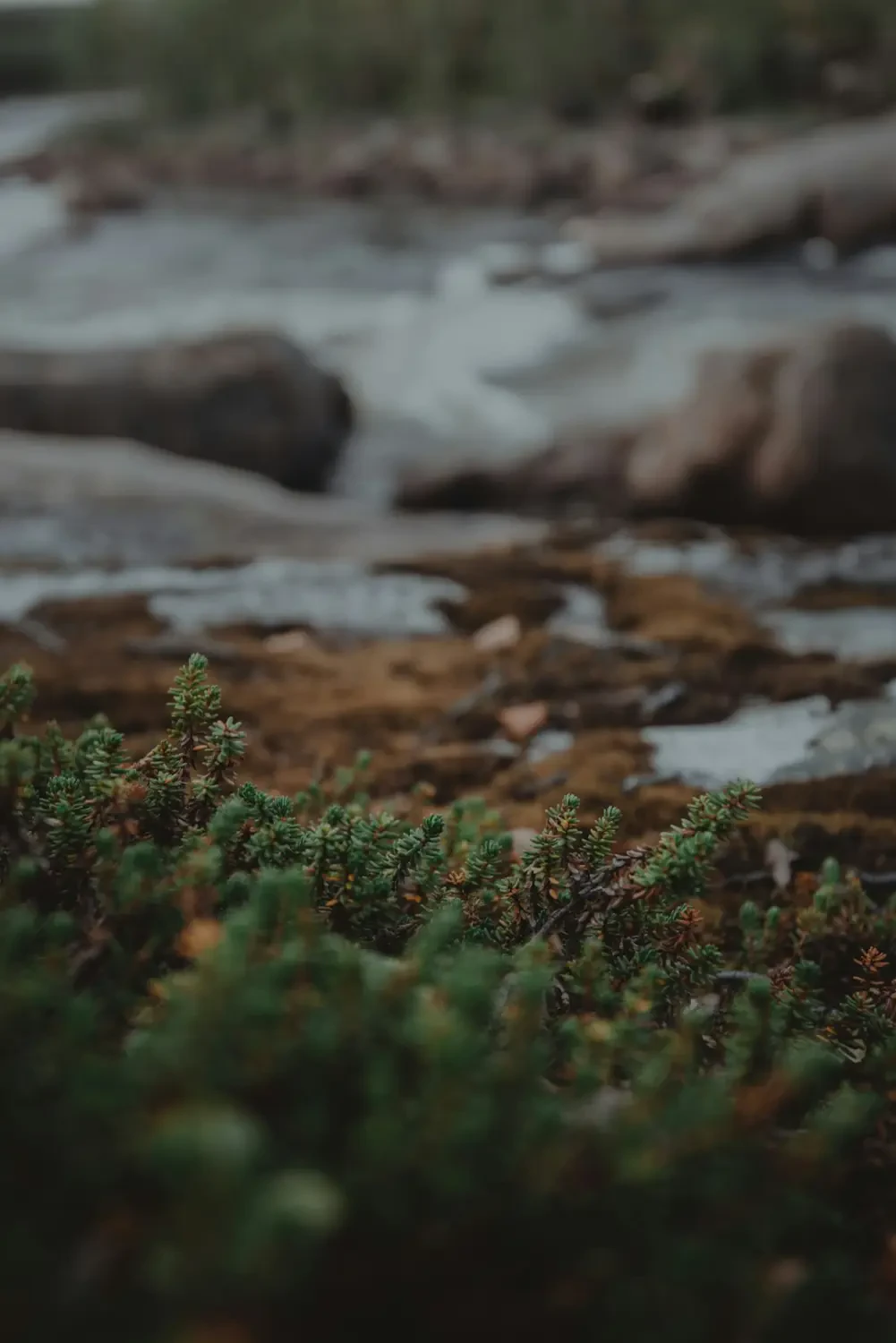 Crowberry trên cành
