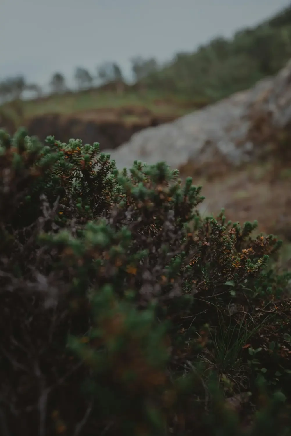 Crowberry trong bát