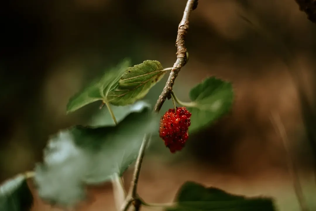 Crowberry thu hoạch