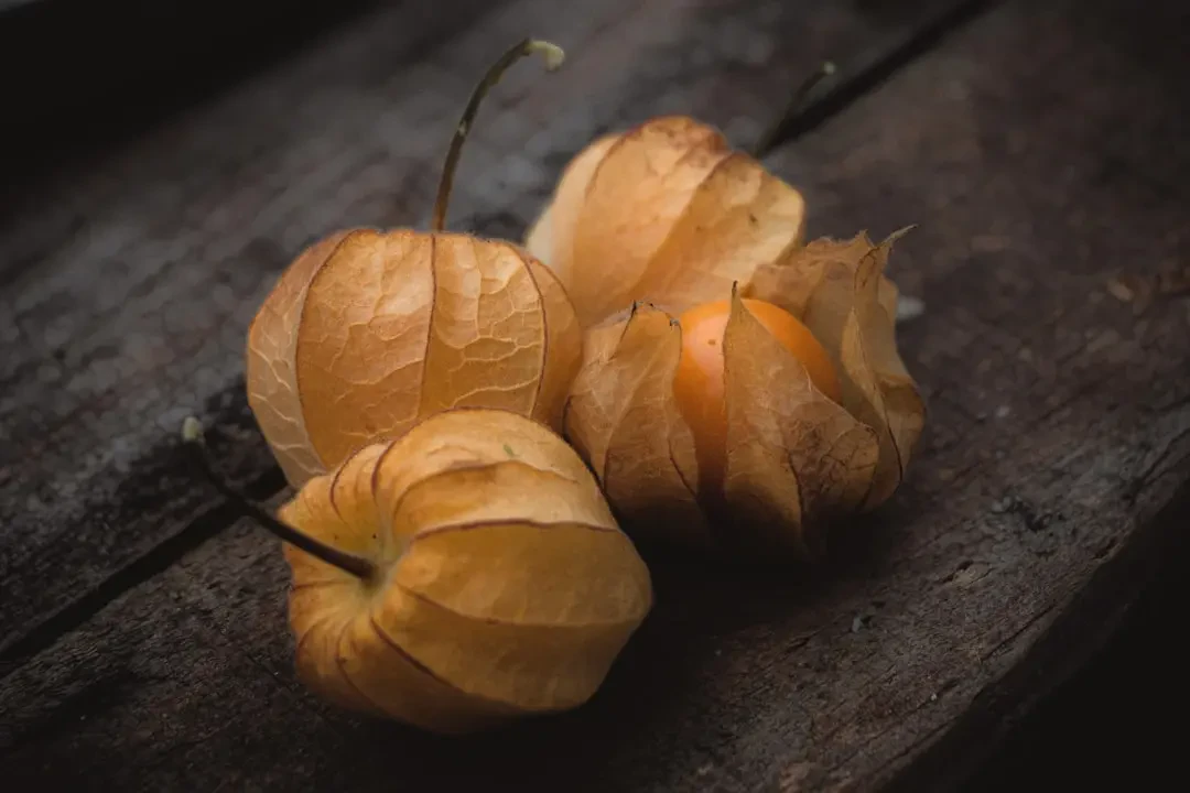 Dâu vàng – Nguồn Gốc, Dinh Dưỡng, Lợi Ích & Ứng Dụng