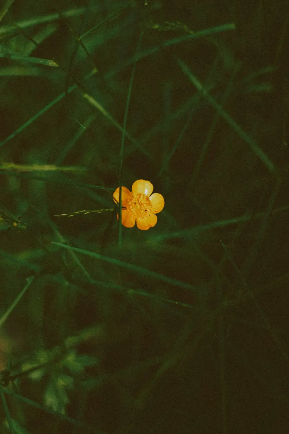 Giỏ trái cây với dâu vàng làm điểm nhấn