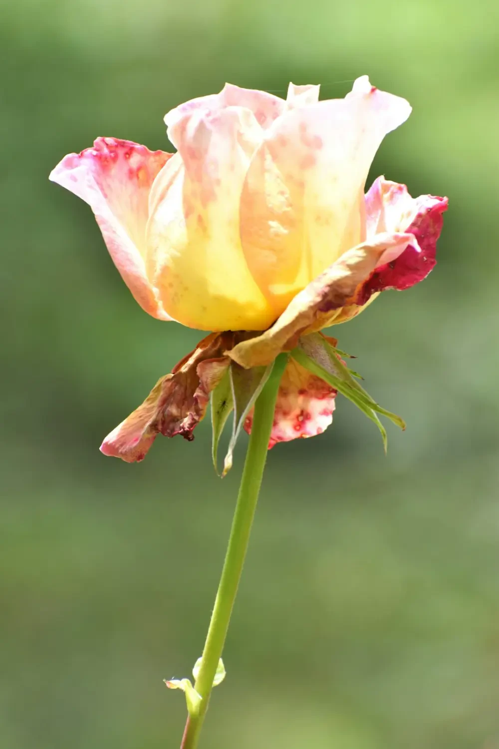 Ý nghĩa của Thanh Long Vàng trong văn hóa