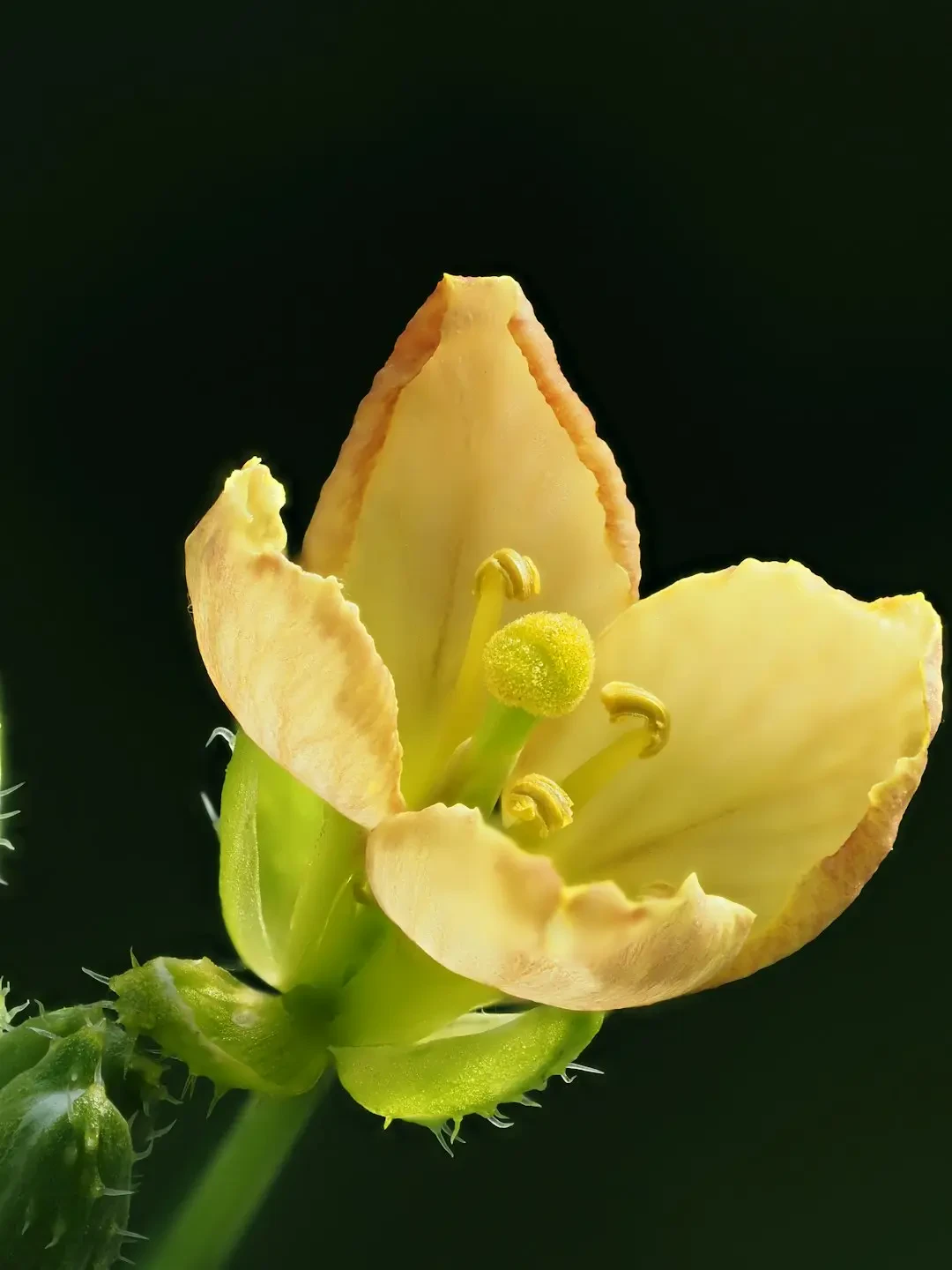 Món tráng miệng từ Thanh Long Vàng