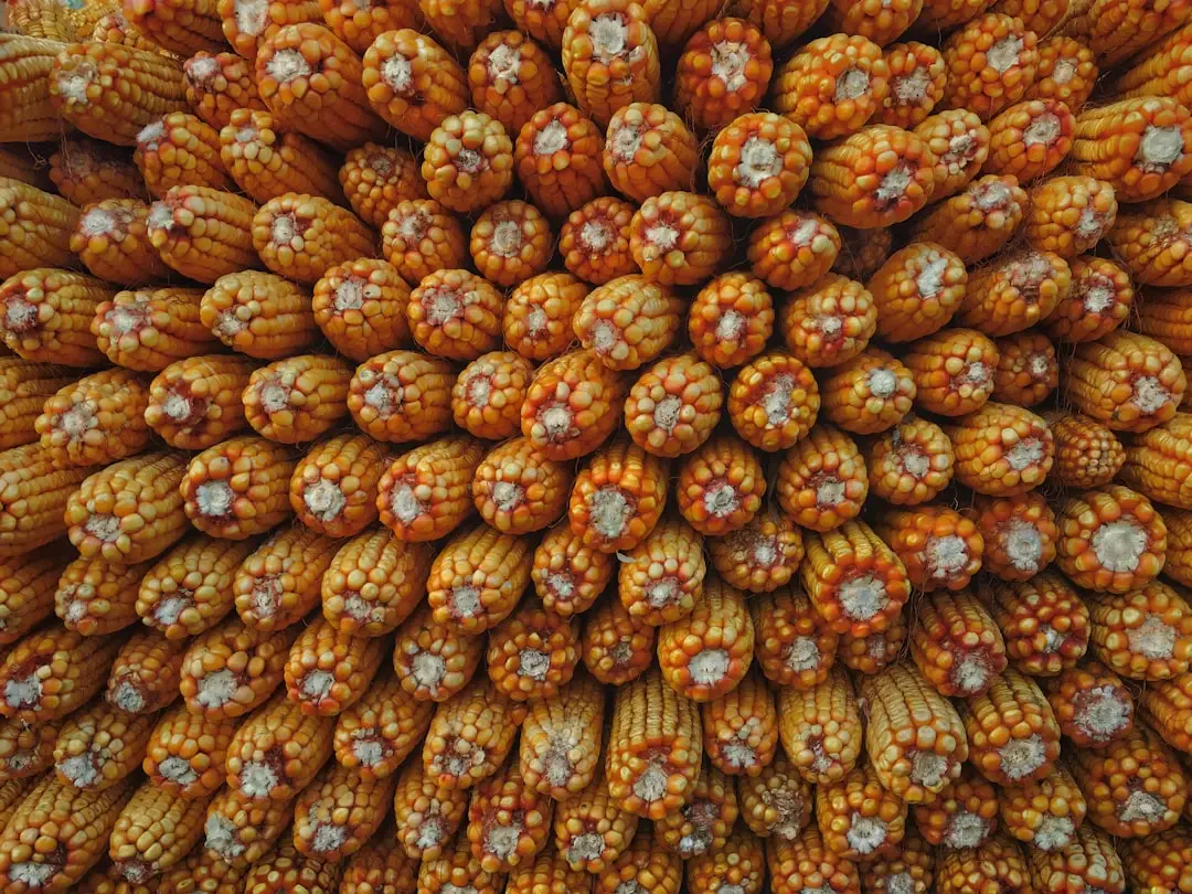 Táo tàu khô mang lại nhiều lợi ích sức khỏe