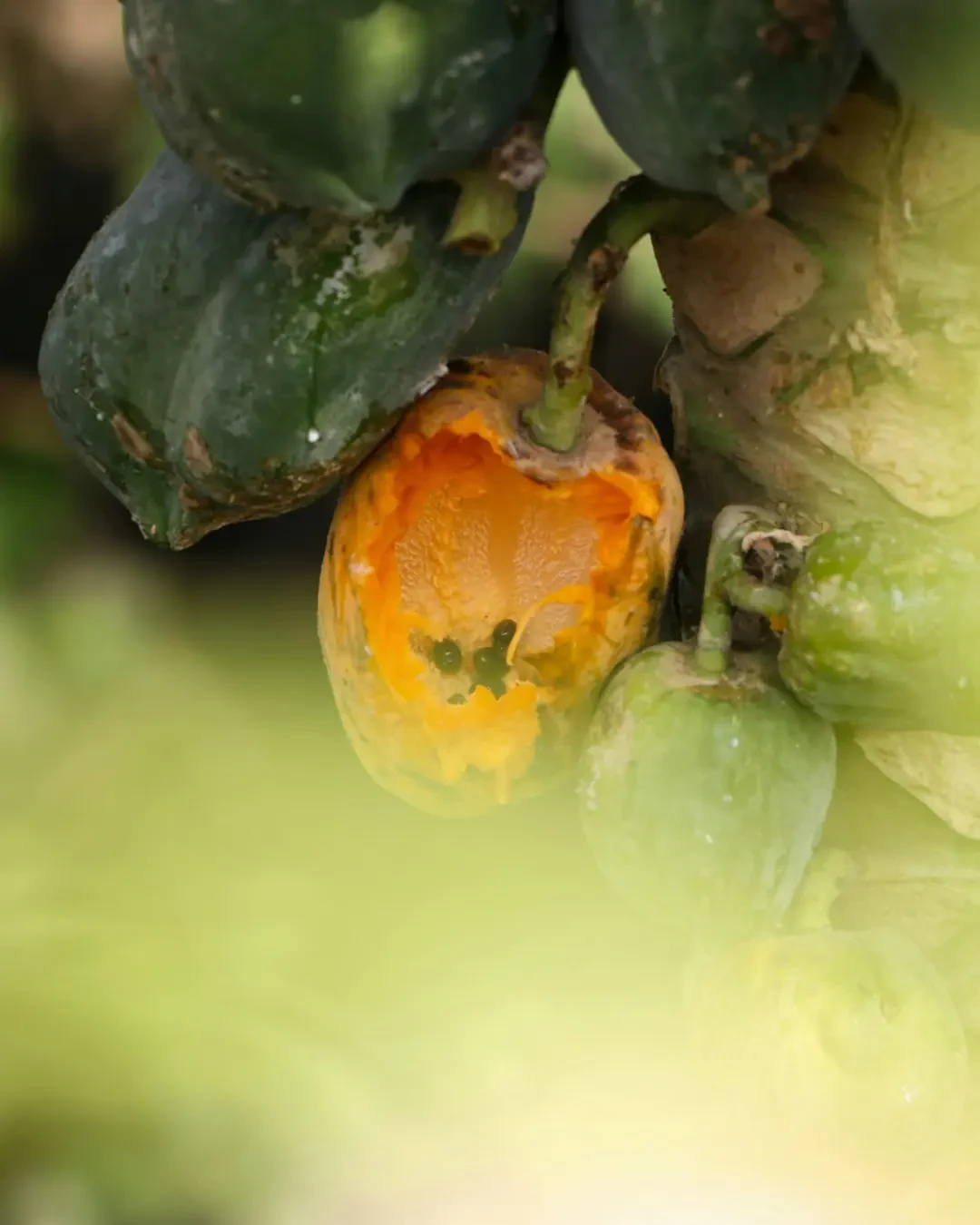 Đu đủ xanh - Giải đáp thắc mắc