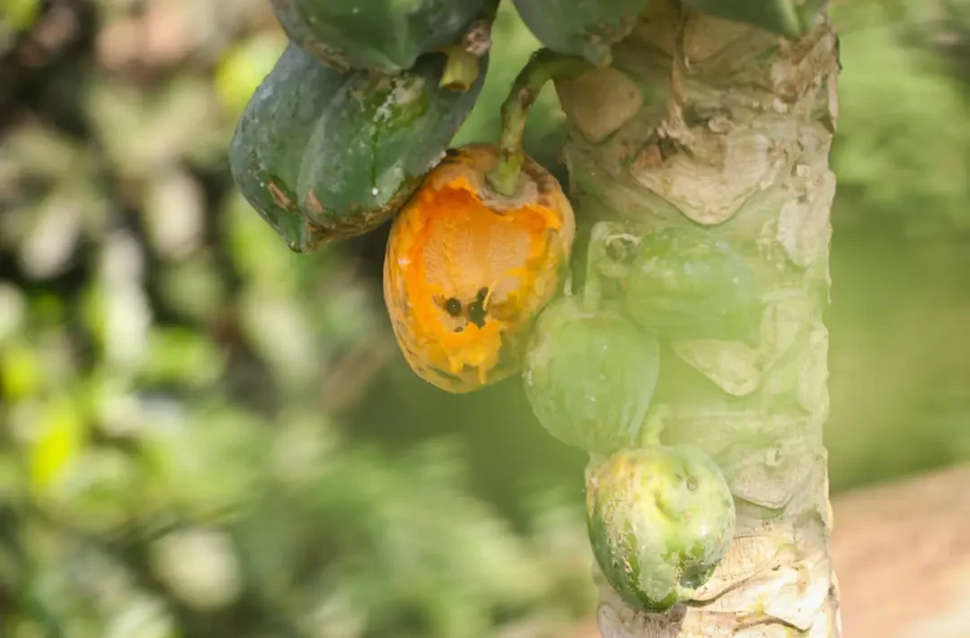 Cây đu đủ xanh trĩu quả