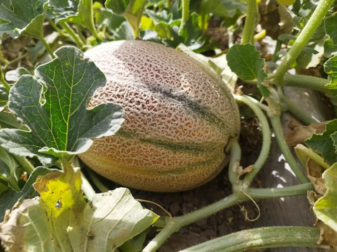 Bí quyết chọn và bảo quản Dưa lưới