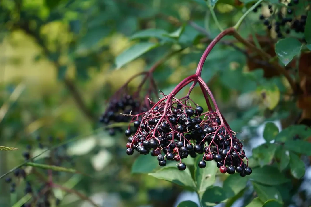 Elderberry – Nguồn Gốc, Dinh Dưỡng, Lợi Ích & Ứng Dụng