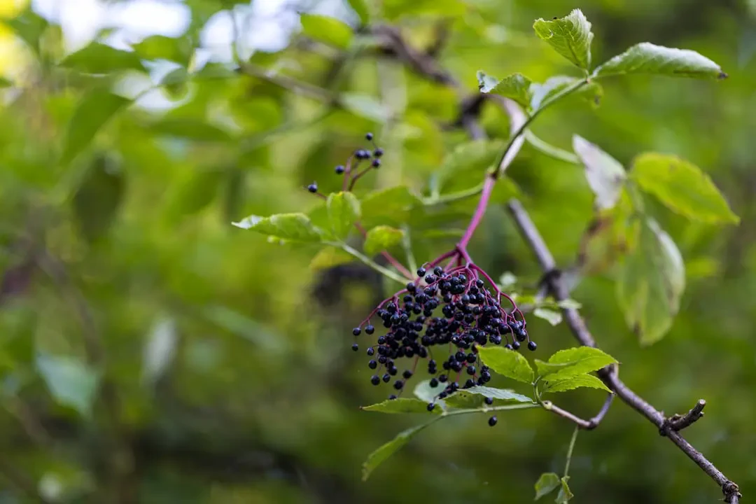 Cụm hoa Elderberry nở rộ