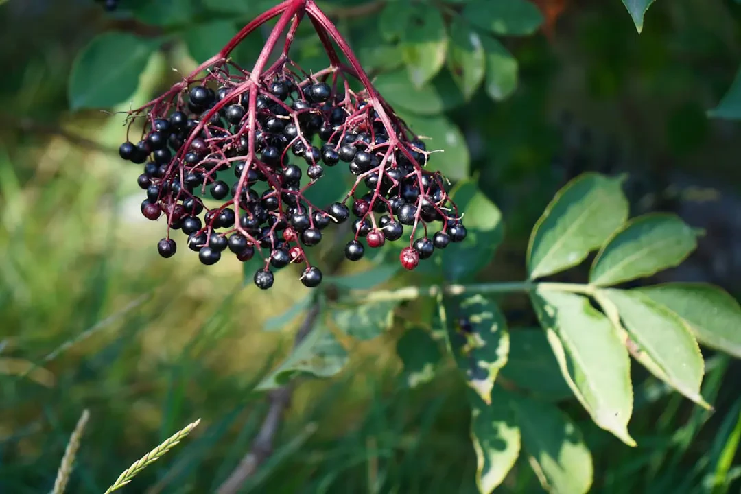 Chùm Elderberry chín mọng trên cành