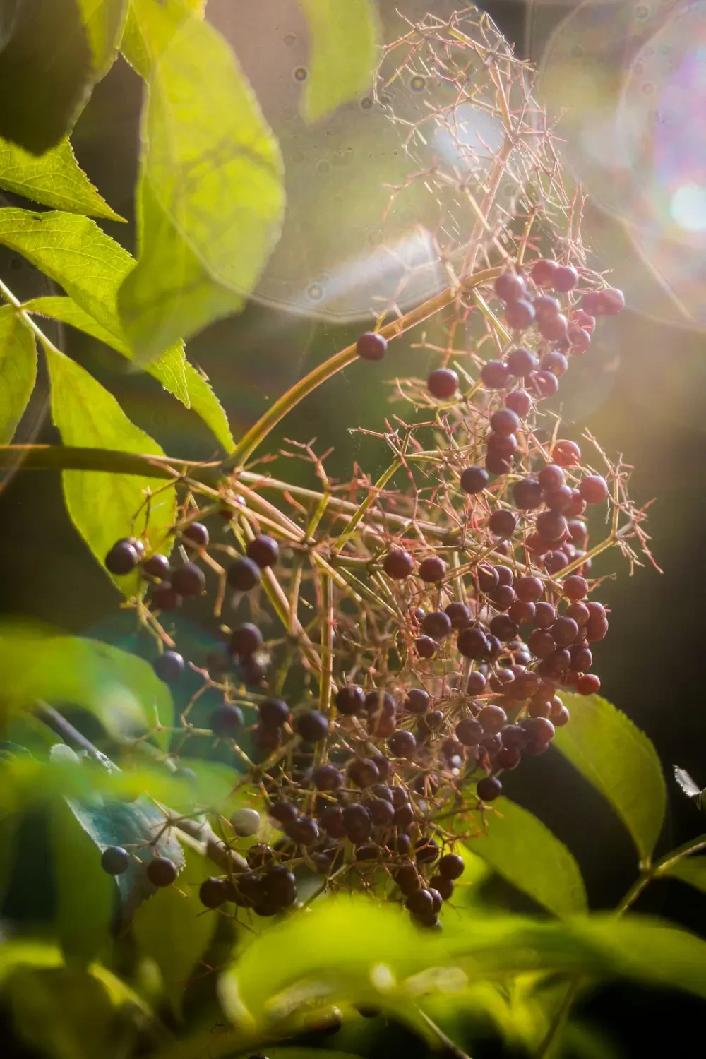 Si-rô Elderberry homemade trong chai thủy tinh