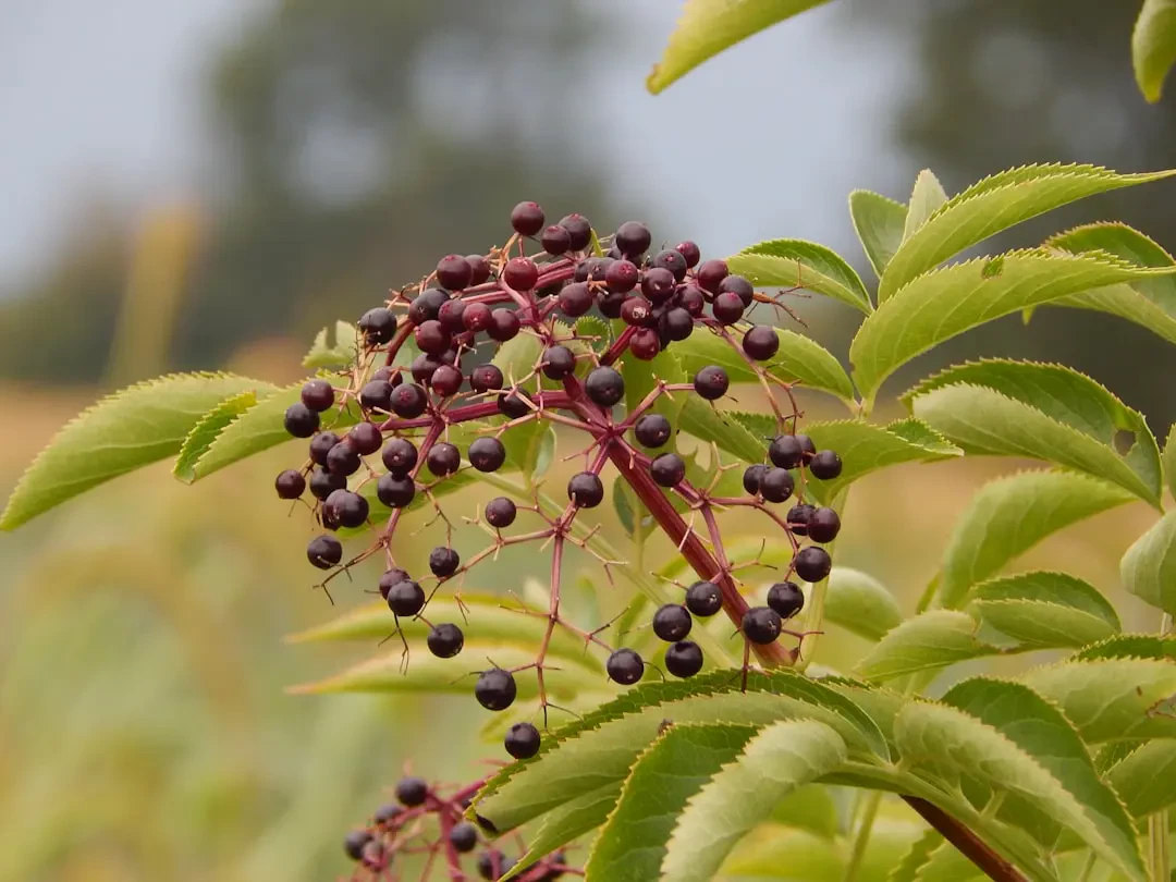 Chùm Elderberry tím đen chín mọng dưới nắng
