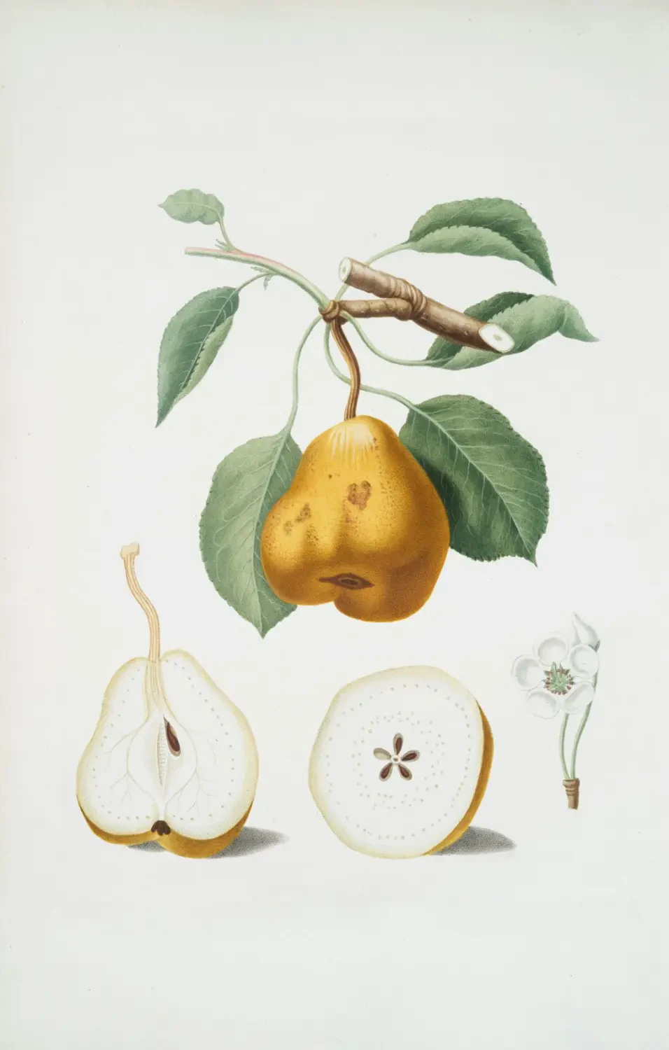 Cụm trái Eugenia chín mọng, đỏ tươi