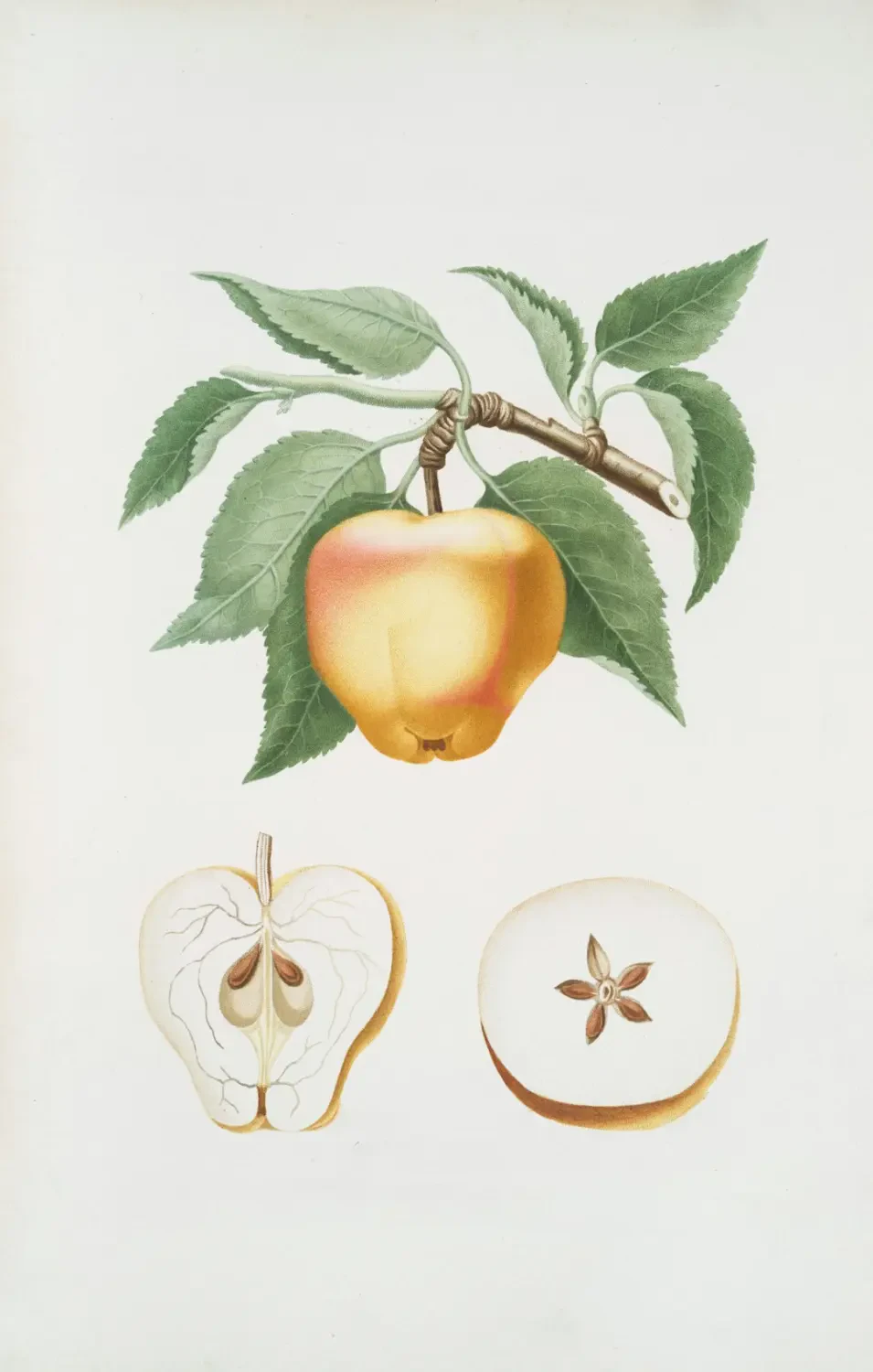 Vườn cây Eugenia trĩu quả