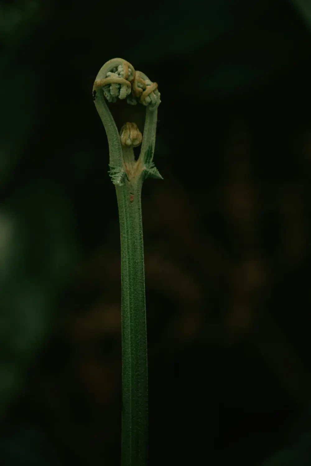 Garcinia – Nguồn Gốc, Dinh Dưỡng, Lợi Ích & Ứng Dụng