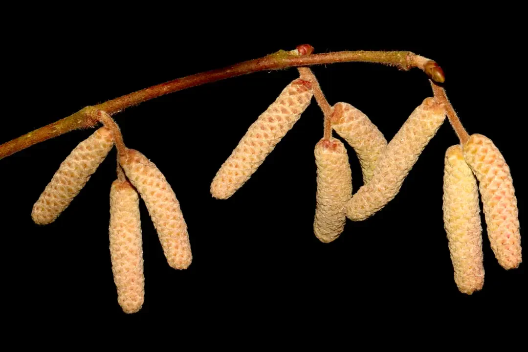 Bảng thành phần dinh dưỡng của Garcinia