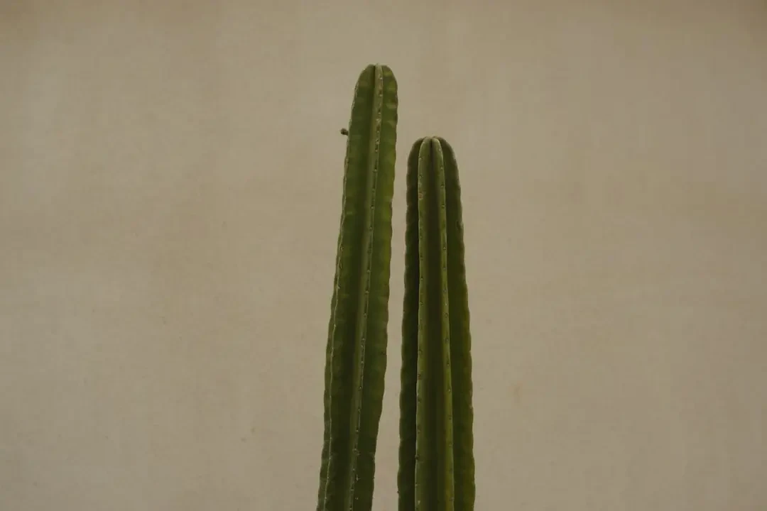 Quả Garcinia tươi và bổ đôi, thể hiện phần thịt quả