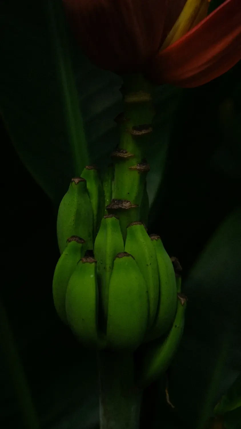 Các lát Garcinia khô dùng làm gia vị