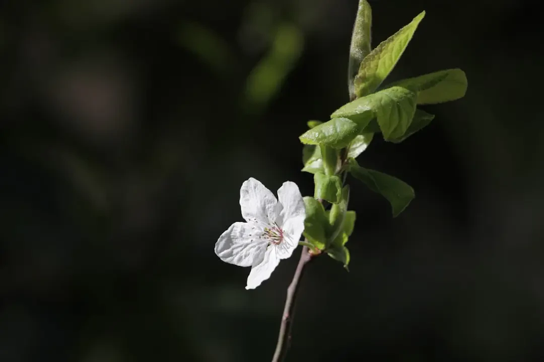 Nhiều quả Garcinia tươi bày trong rổ