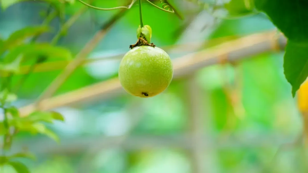 Đối tượng sử dụng Granadilla