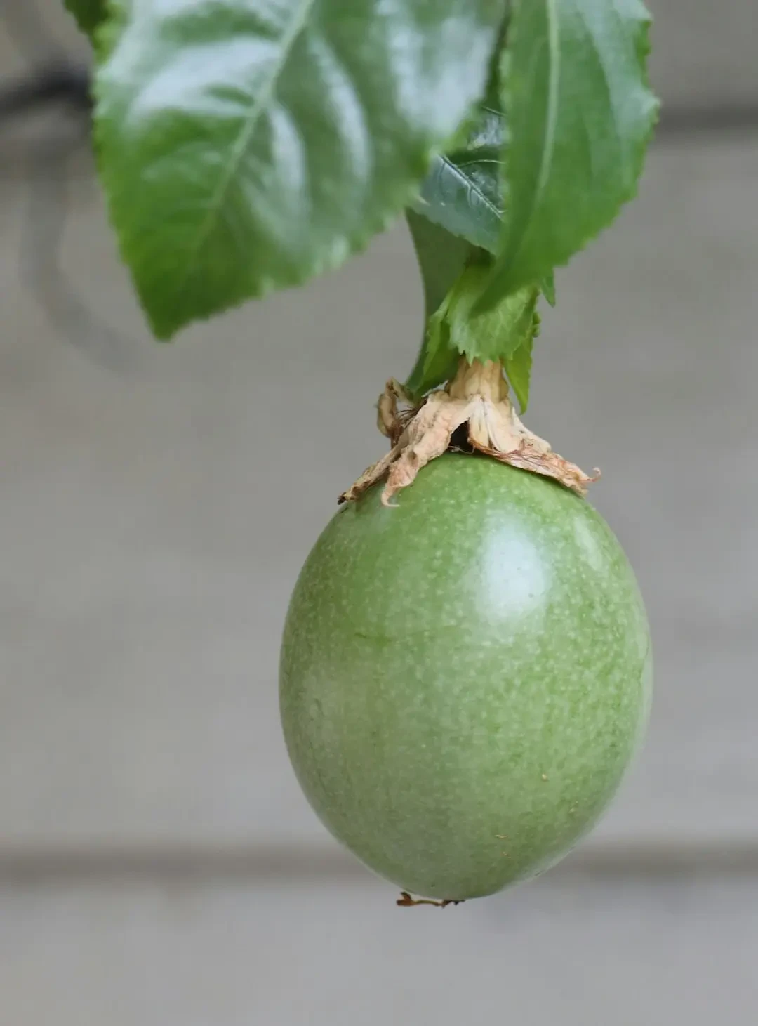 Greengage – Nguồn Gốc, Dinh Dưỡng, Lợi Ích & Ứng Dụng