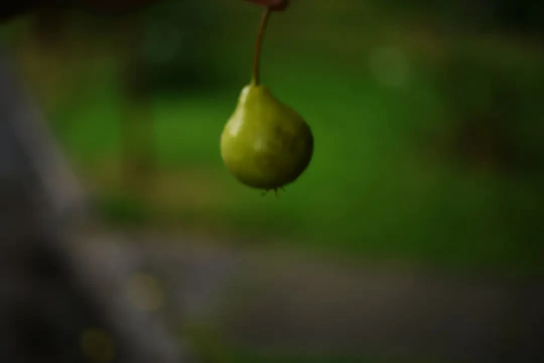 Món ăn chế biến từ Greengage