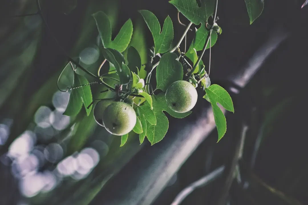 Cách chọn và bảo quản Greengage