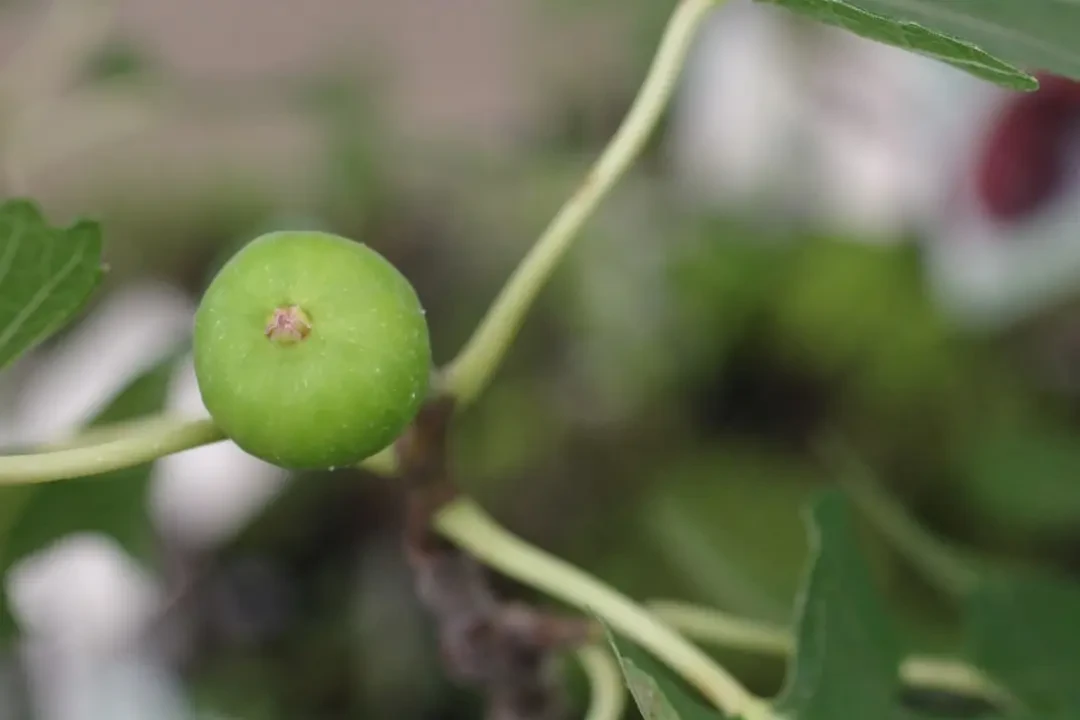 Bộ sưu tập hình ảnh Greengage