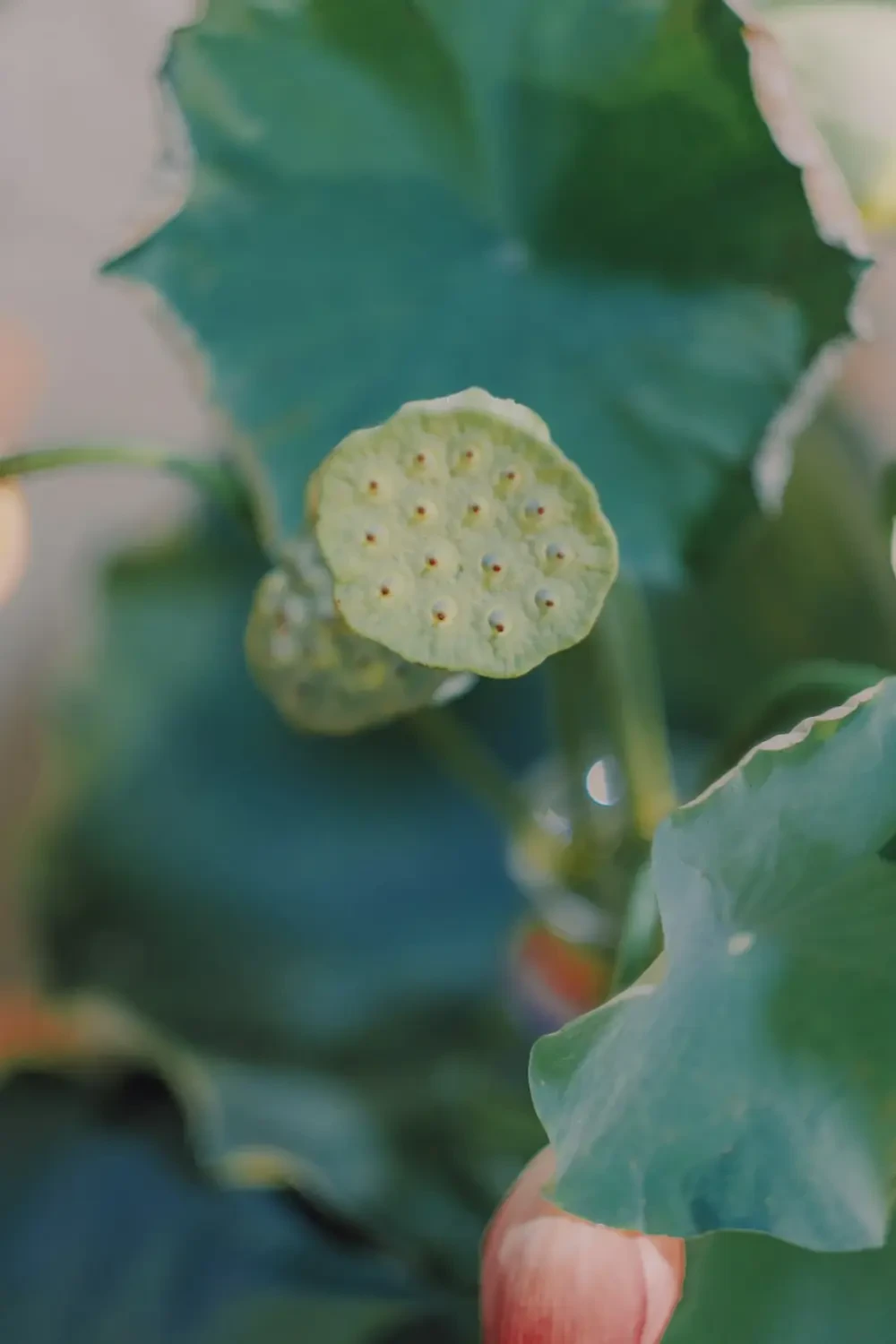 Hạt sen – Nguồn Gốc, Dinh Dưỡng, Lợi Ích & Ứng Dụng