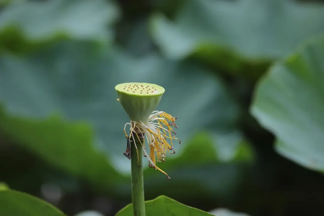Bảng thành phần dinh dưỡng hạt sen tươi