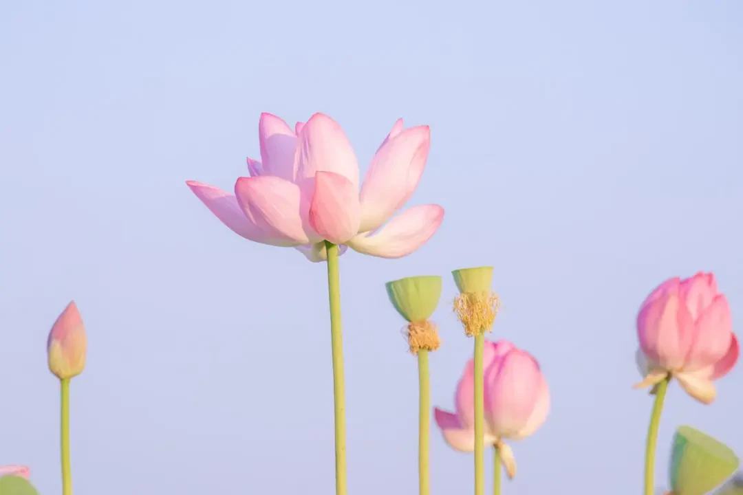 Hạt sen khô và hạt sen tươi bày bán