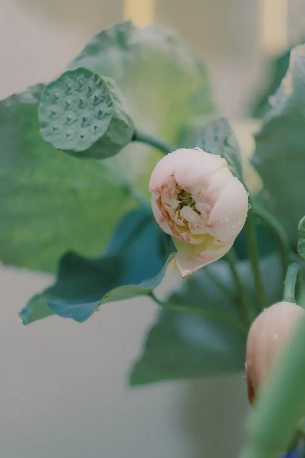 Chè hạt sen đậu xanh ngon miệng