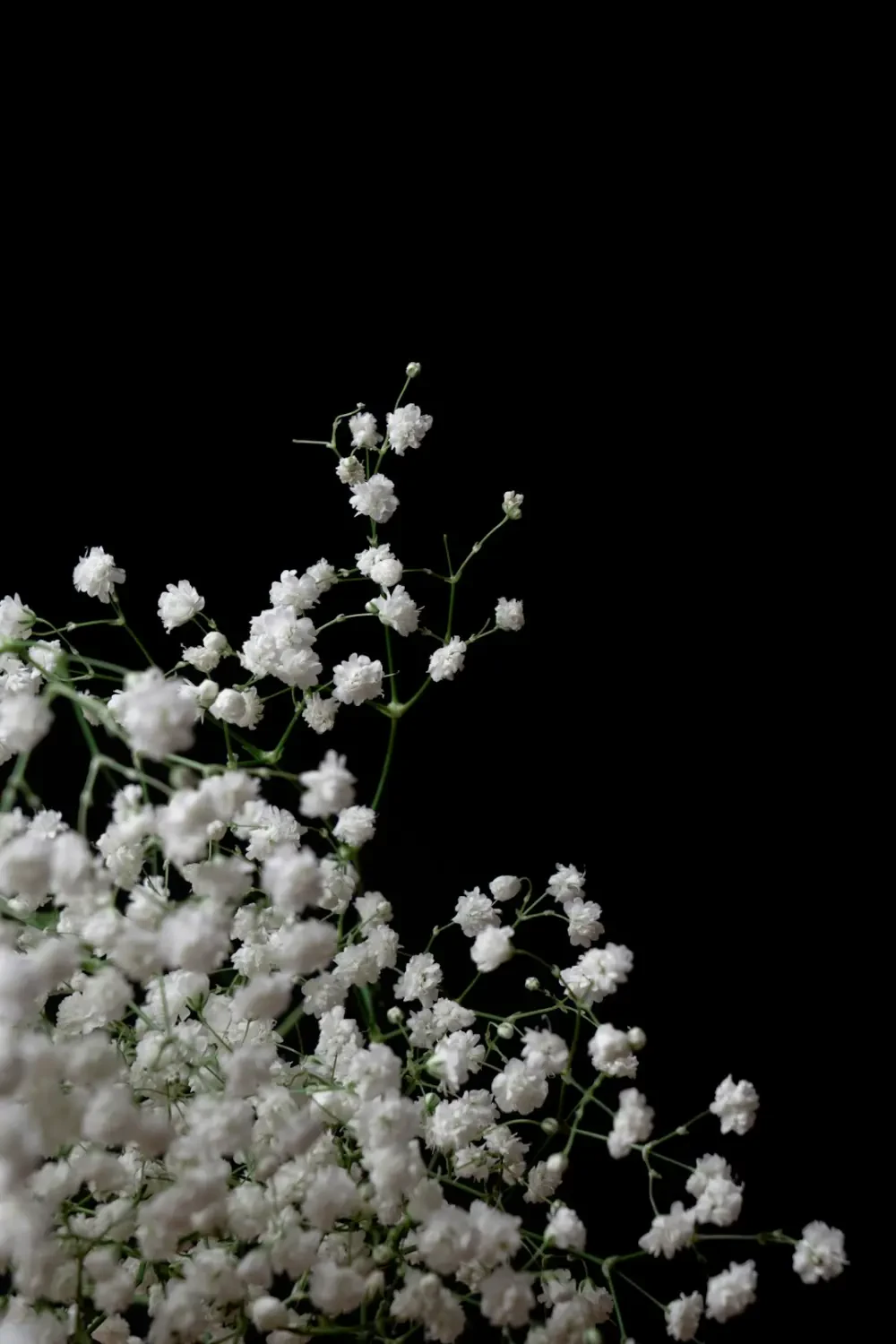 Cận cảnh những bông hoa Baby's Breath nhỏ li ti
