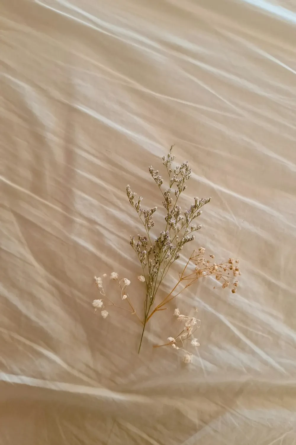 Bình hoa Baby's Breath trắng được chăm sóc tươi tắn