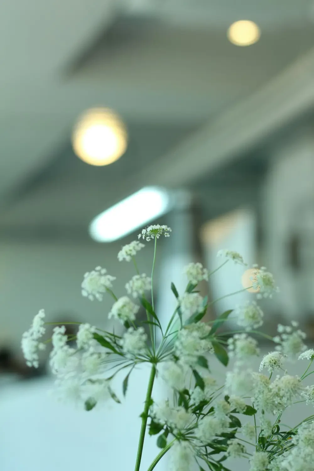 Hoa Bạch Chỉ – Nguồn Gốc, Câu Chuyện & Cách Ứng Dụng